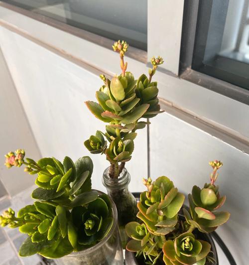 玫瑰花叶子软化和不开花的可能原因是什么？