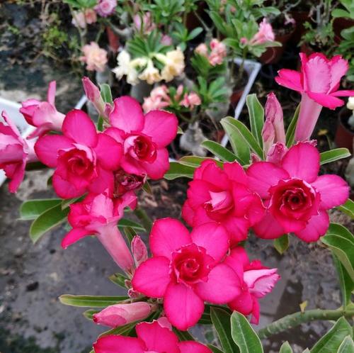 玫瑰花叶子软化和不开花的可能原因是什么？