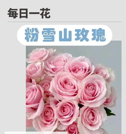 五朵粉色玫瑰花语是什么？