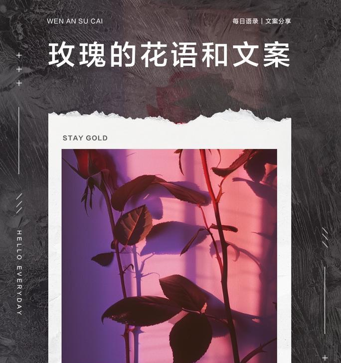 五朵粉色玫瑰花语是什么？
