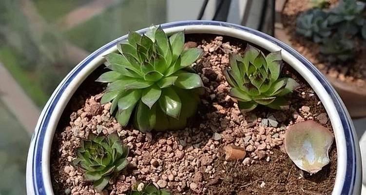 三色荷花仙人球的养护难度如何？正确的养护方法是什么？