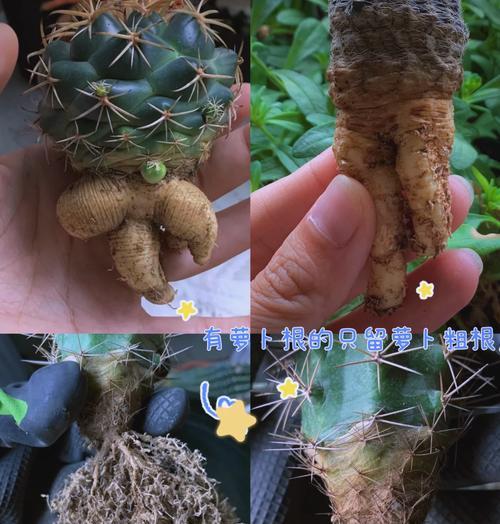 仙人球上盆后花苞生长的常见原因？