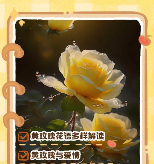 21朵玫瑰花语有何特殊含义？代表什么情感？
