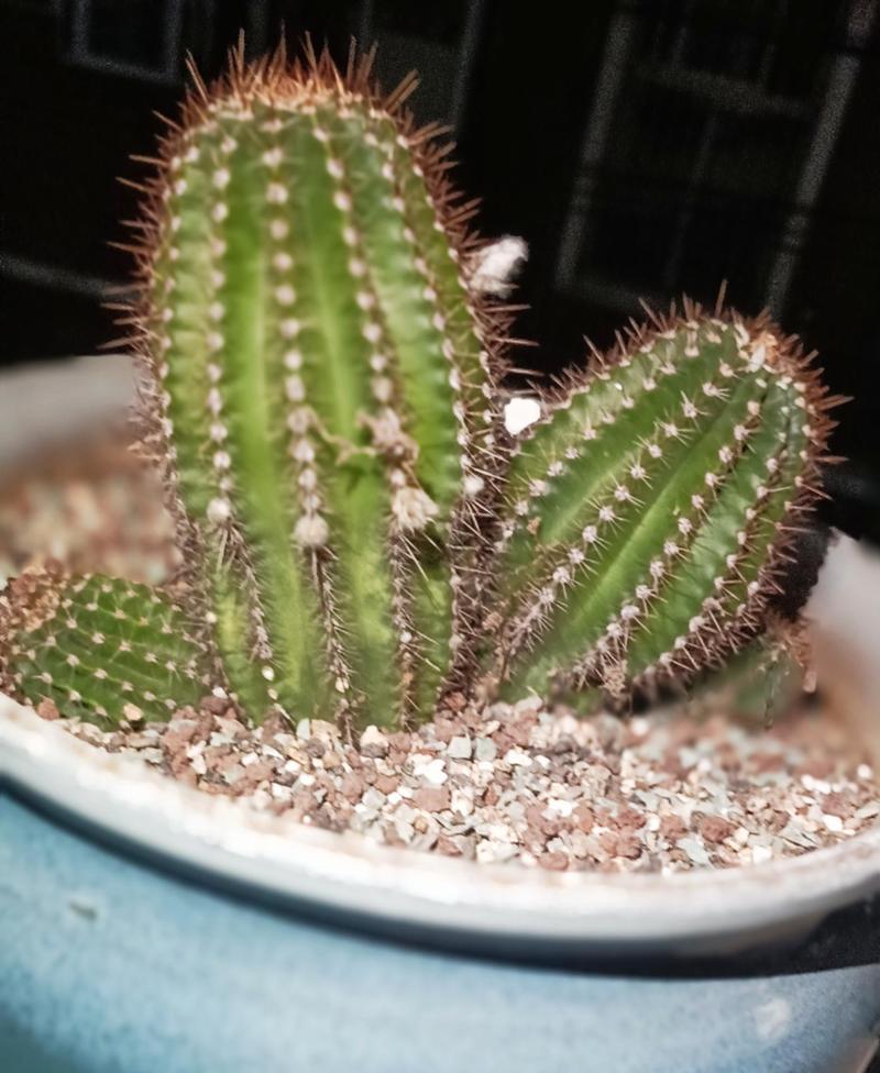 仙人球小侧芽如何移栽？移栽过程中需要注意什么？