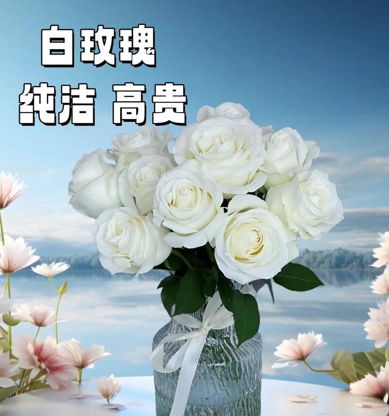 白玫瑰寓意纯洁的花语是什么？白玫瑰的纯洁含义是什么？