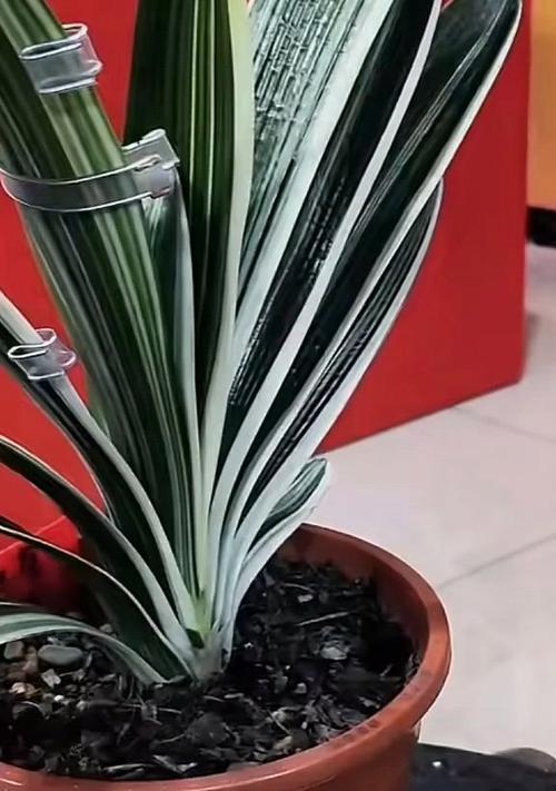 彩兰君子兰花品种有何特点？它与其他品种有何不同？