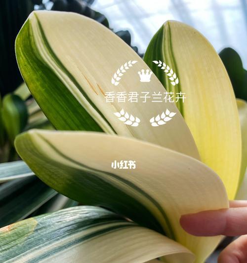 彩兰君子兰花品种有何特点？它与其他品种有何不同？