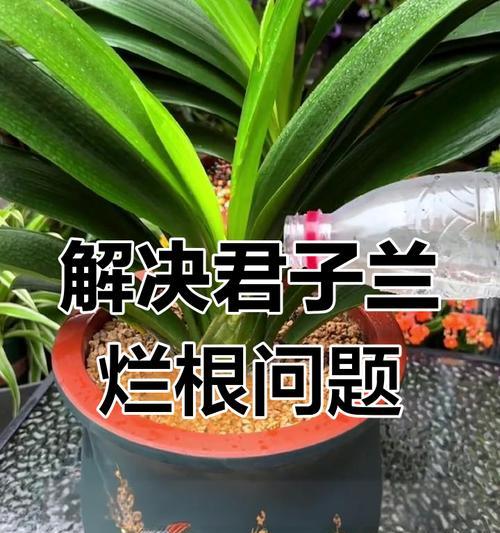 君子兰叶片出现斑点和腐烂的原因是什么？如何处理？