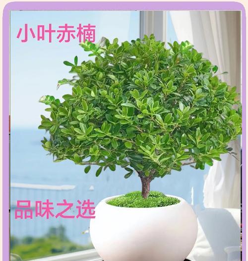 小叶赤楠的花语代表什么？