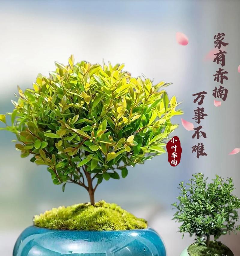 小叶赤楠的花语代表什么？