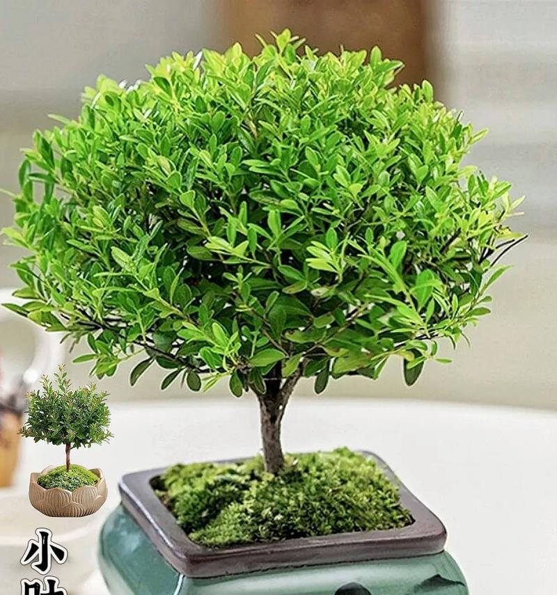 小叶赤楠的花语代表什么？