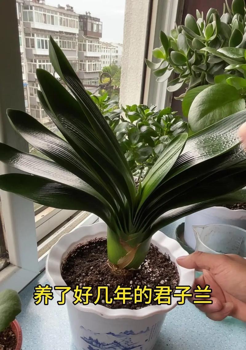 君子兰出箭头的秘诀是什么？