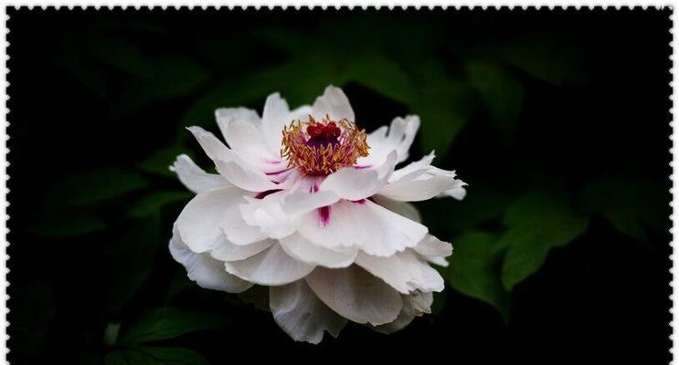 黑色牡丹花的花语是怎样的？