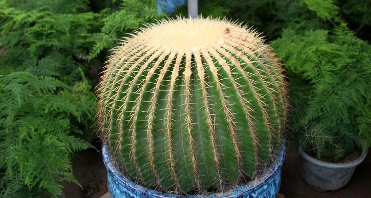 仙人球种植效果不佳的原因是什么？如何改善？