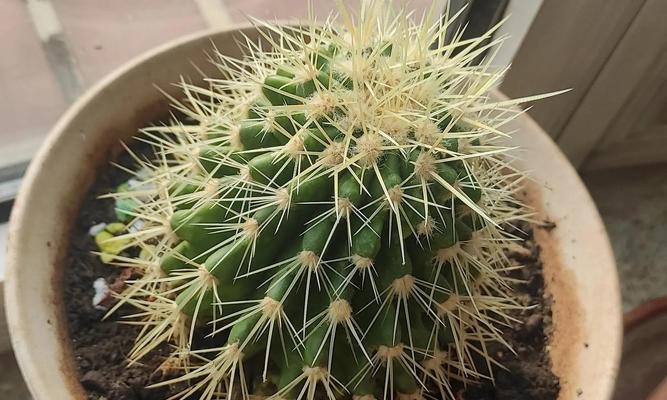 仙人球种植效果不佳的原因是什么？如何改善？