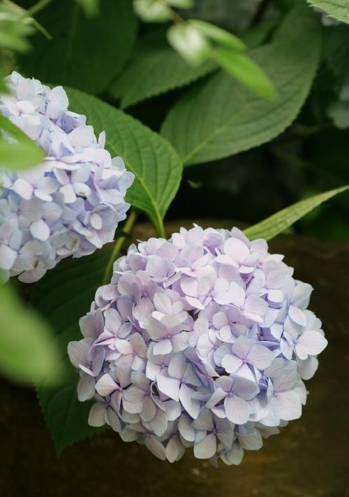 夏日花语中叶子的颜色是什么？