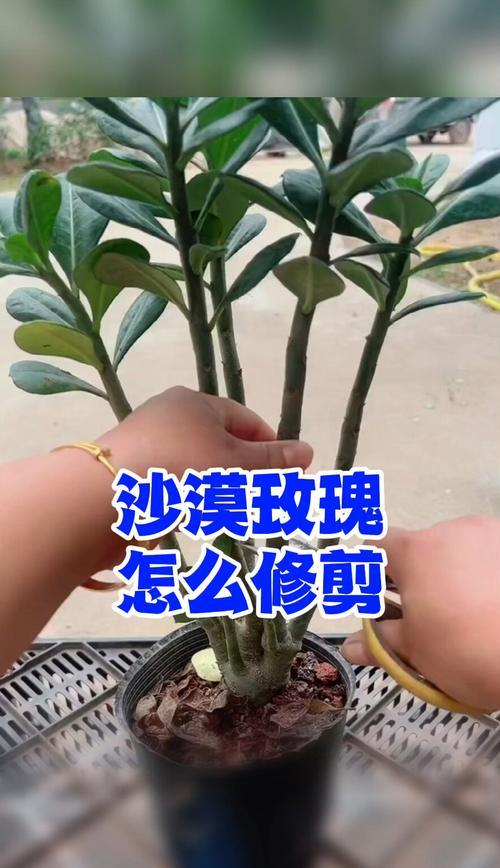 修剪玫瑰花后应该如何养护？