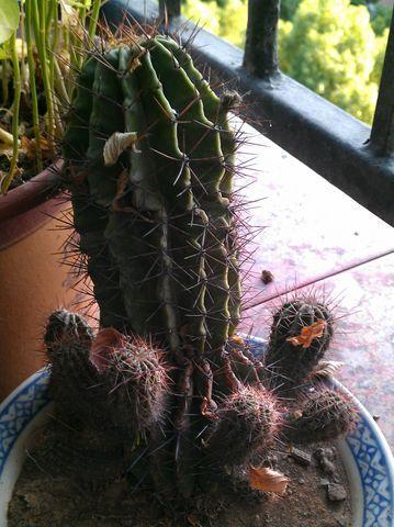 大口径黑色仙人球花盆有何特点？