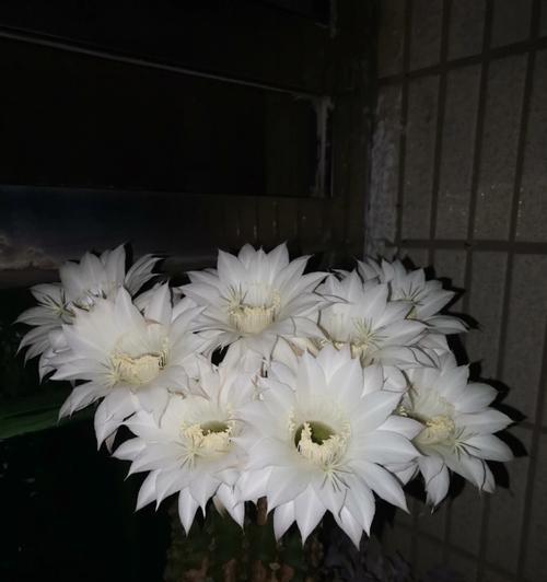 大口径黑色仙人球花盆有何特点？