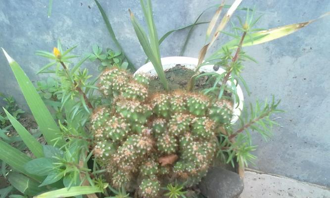 仙人掌柱花卉的养护技巧有哪些？