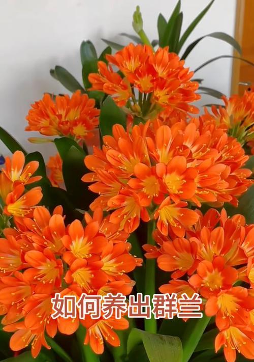 如何培养出高品质的君子兰？有哪些关键的养护技巧？