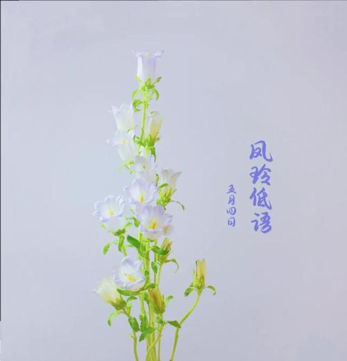 风铃花语的含义是什么呢？风铃花在自然界中传递了什么信息？