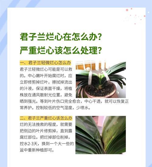 君子兰底部黄叶怎么办？专用药有效吗？