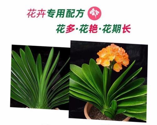 君子兰如何正确施肥？怎样才能开好花？