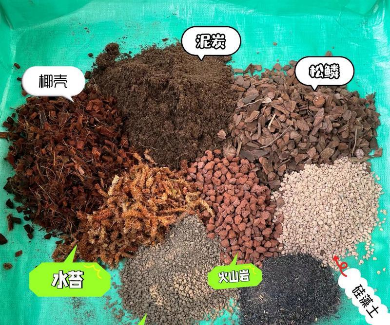 君子兰适合哪种轻质花盆？如何选择？