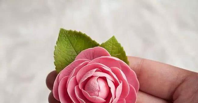 法师伴侣的花语代表了什么？