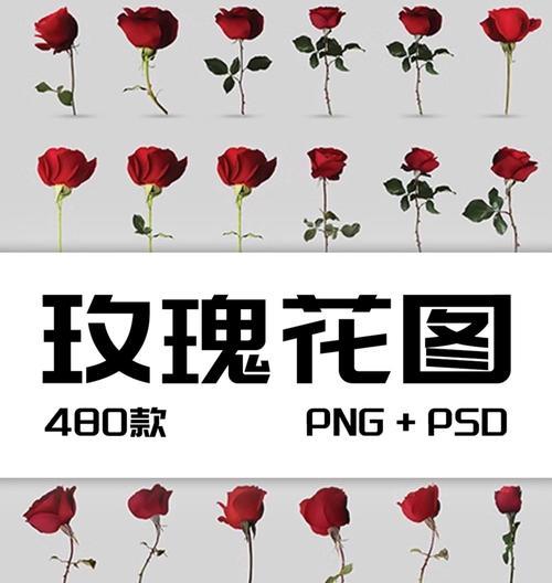 玫瑰花作为情侣标志有何含义？情侣间用玫瑰花代表什么？