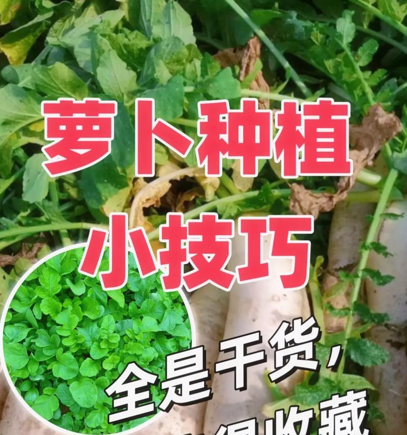 桃花坞仙人掌树种植技巧是什么？
