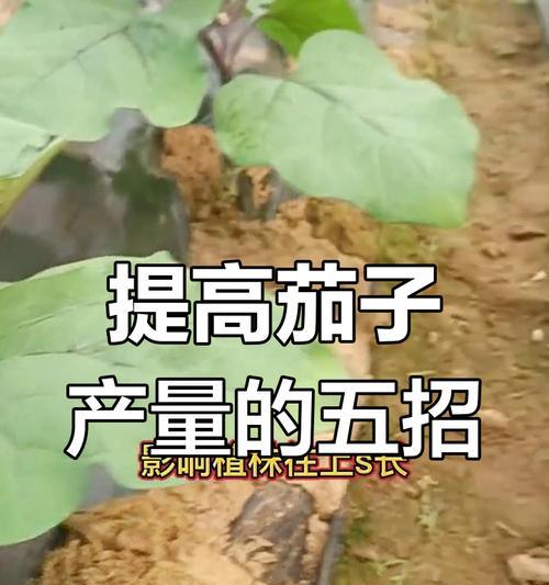 桃花坞仙人掌树种植技巧是什么？