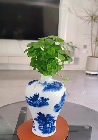 酒瓶水培玫瑰花的种植方法是什么？需要注意什么？