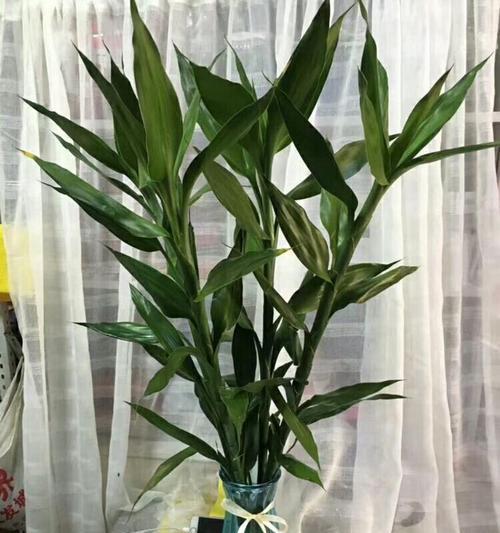 酒瓶水培玫瑰花的种植方法是什么？需要注意什么？
