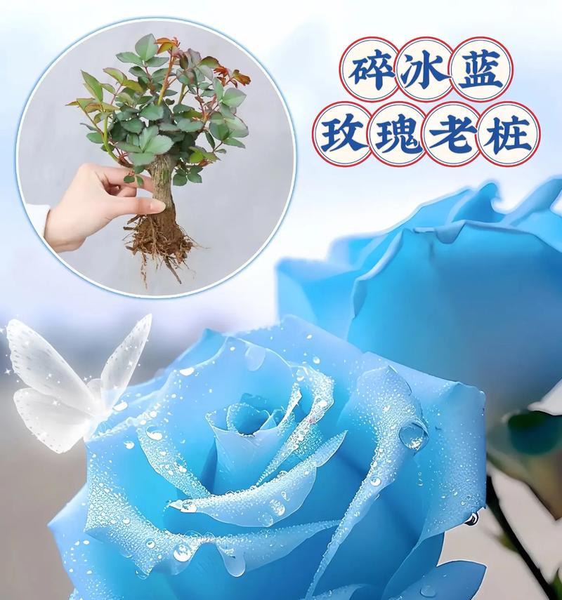 碎冰蓝玫瑰的花语是什么？假花与真花的花语有何不同？