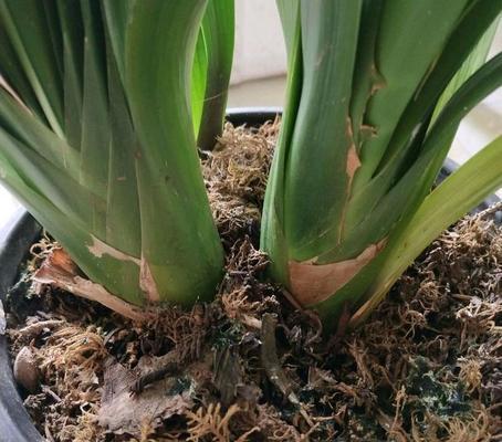 纯水苔君子兰的种植技巧是什么？