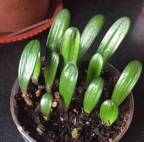 纯水苔君子兰的种植技巧是什么？