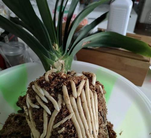 纯水苔君子兰的种植技巧是什么？