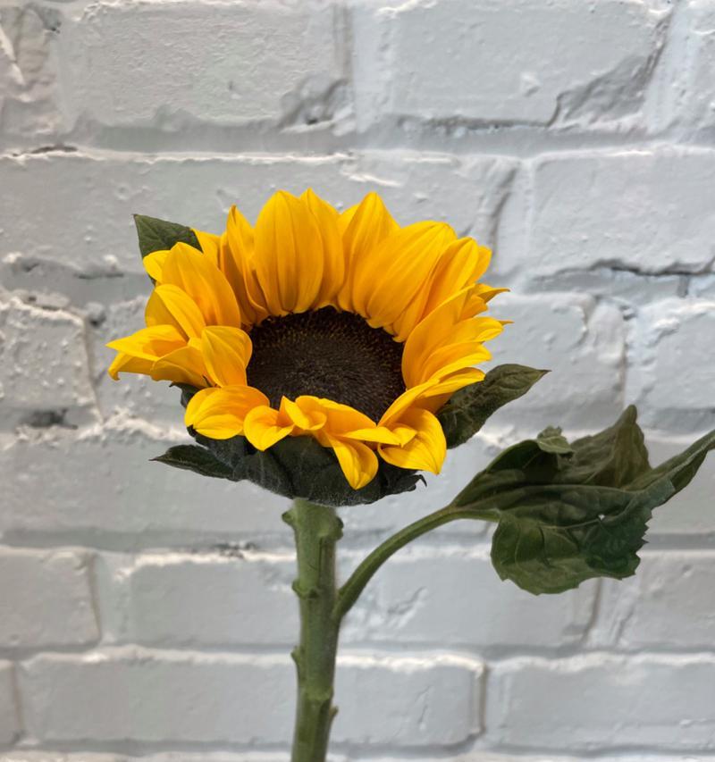 沉默如何用花语来形容？哪种花代表沉默？