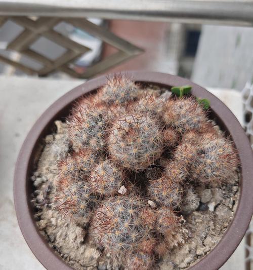 仙人球白色花蕊为何会发黄？