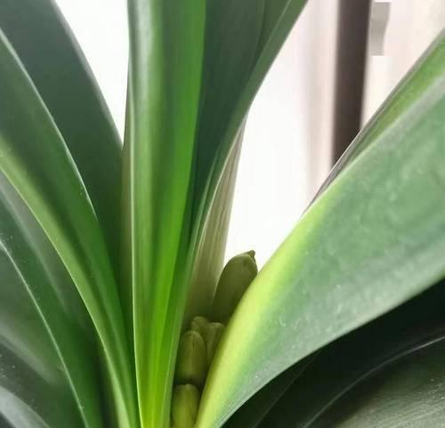 大花君子兰带花苞是怎么回事？君子兰开花前需要特别注意什么？