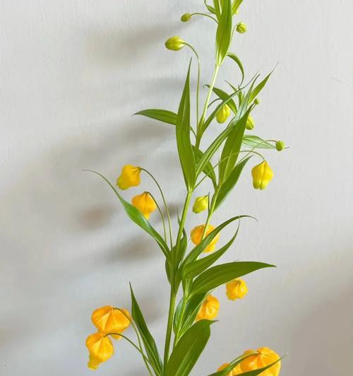如何根据花语选择合适的花卉？