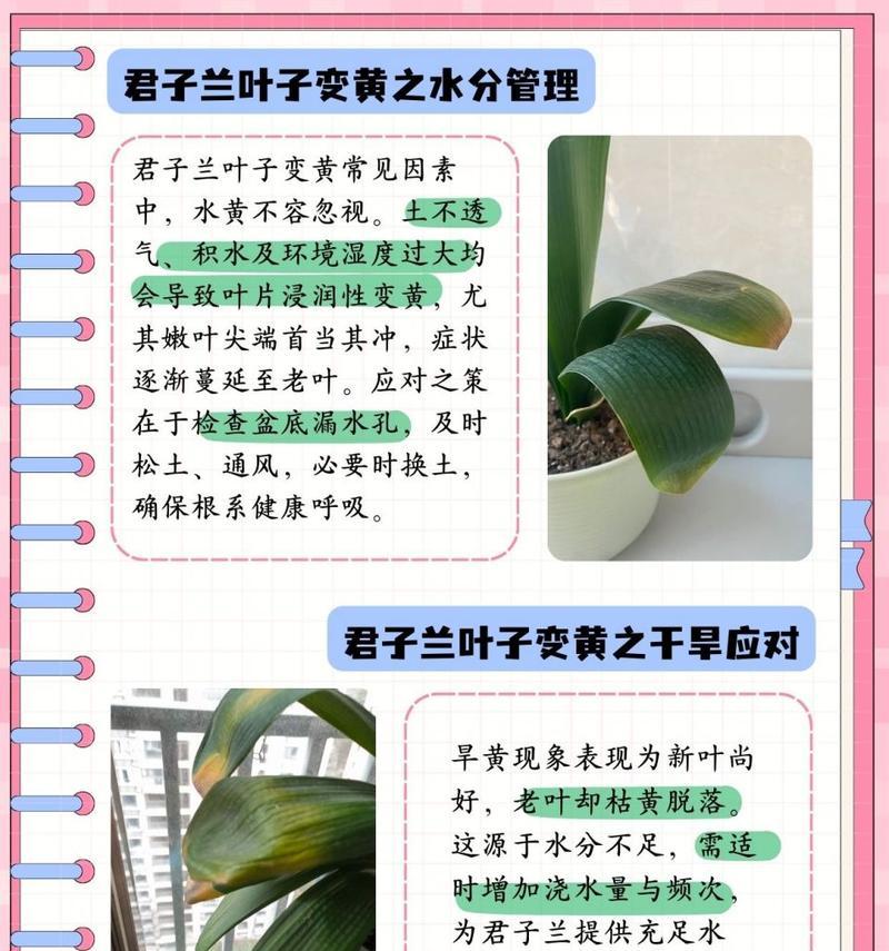 君子兰叶片上出现花苞的处理方法是什么？如何促进其正常开花？