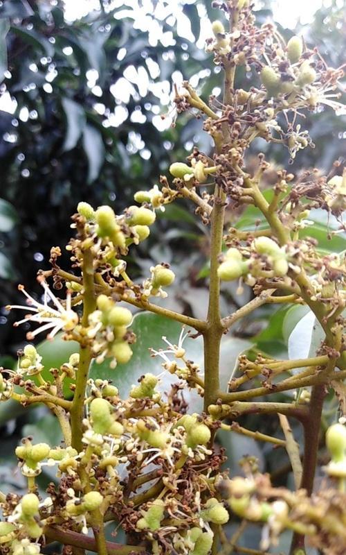 白花荔枝花语是什么？荔枝花在文化中有何象征意义？