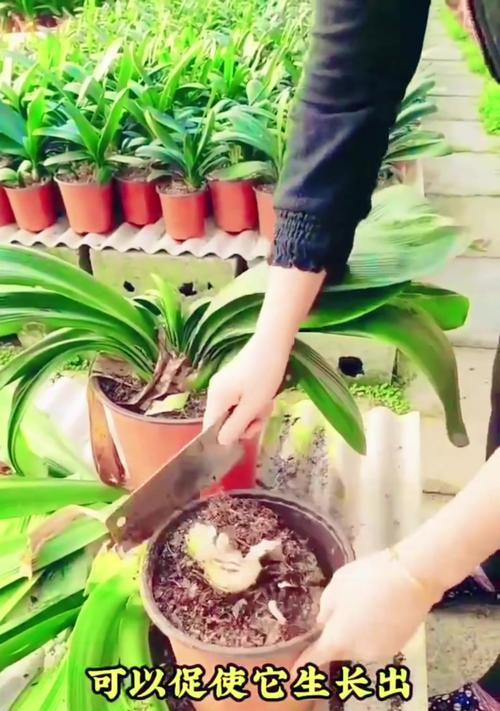 君子兰叶片上出现花苞的处理方法是什么？如何促进其正常开花？
