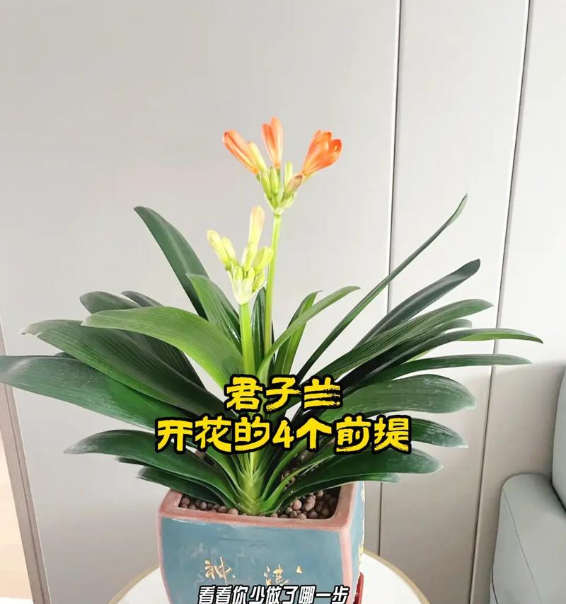 八瓣君子兰的养殖要点是什么？如何促进其开花？