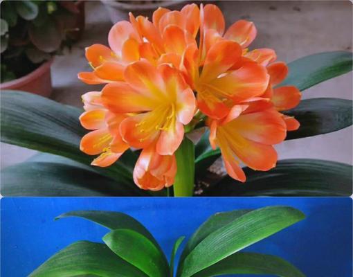 八瓣君子兰的养殖要点是什么？如何促进其开花？