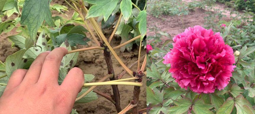牡丹花枯萎后有哪些挽救措施？