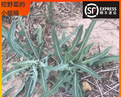 莴苣的寓意和花语是什么？莴苣象征什么？
